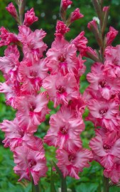 Gladiol Kingston Ruffle